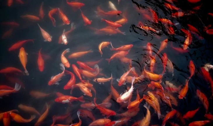 Ex-ExodusPoint traders regroup at new macro fund