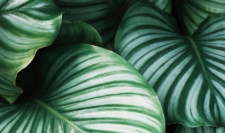 The Rothschild banker selling plants
