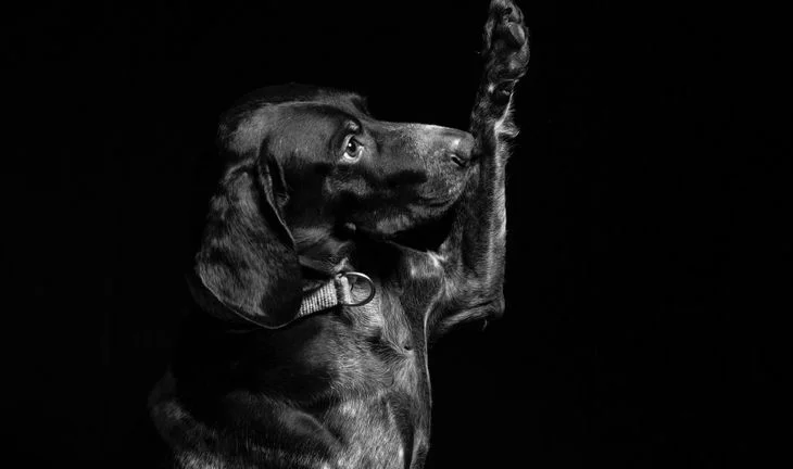  a dog taking an oath