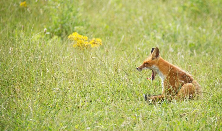 A fox in a field yawning, signifying the boredom of averageness.
