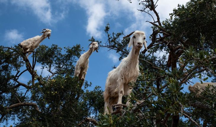 Morning Coffee: Credit Suisse scapegoats assemble! The next star of Wall Street mindfulness podcasts