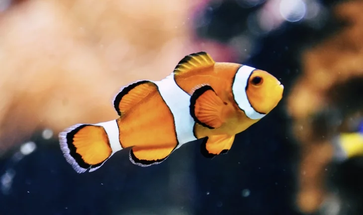 an orange fish 
