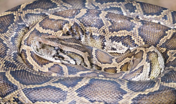 Python