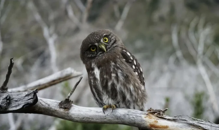 an owl 