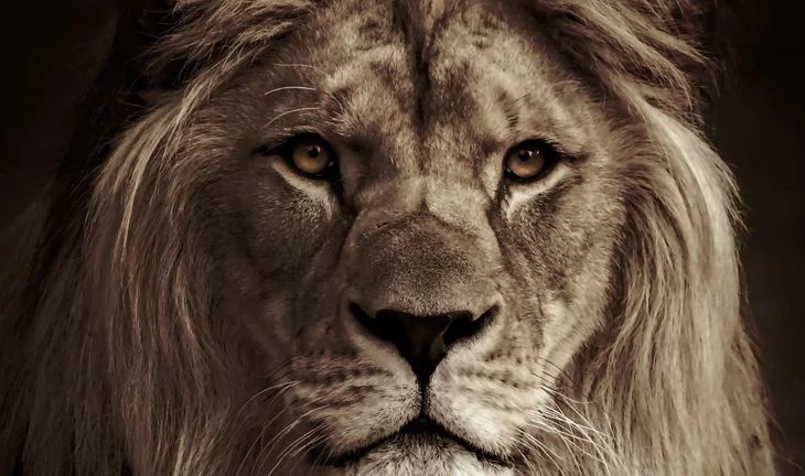 A lion 