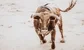Texan Bull